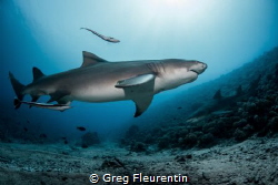 Lemon sharks from Moorea by Greg Fleurentin 